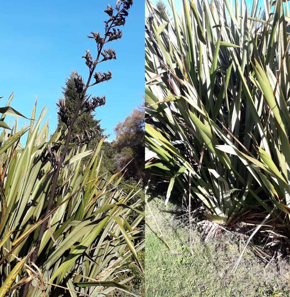 Some of the healthy harakeke that surround our church whare